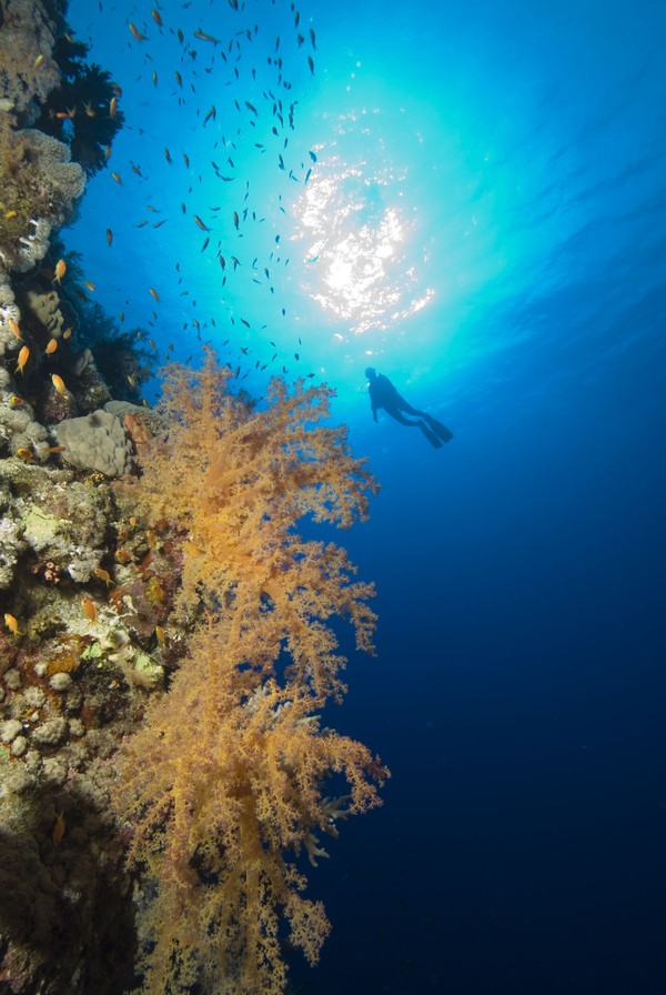 海南珊瑚表现出色,主场攻陷巢穴的简单介绍 海南珊瑚表现出色,主场攻陷巢穴的简单介绍